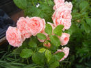 Rose Pleasure (2013, June 02)