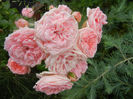 Rose Pleasure (2013, June 02)