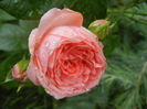 Rose Pleasure (2013, June 02)