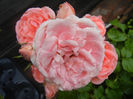 Rose Pleasure (2013, June 02)
