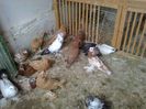 puii din primele 2 serii uriasi maghiari