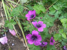 DSCF1541