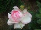 Rose Optimiste