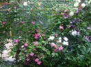DSCF1555