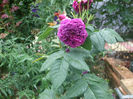 Purple Lodge