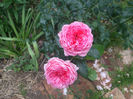 La Rose de Molinard
