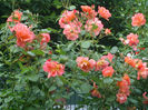 DSCF1597