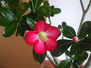 DSCF1600