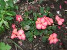 impatiens