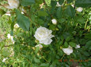 DSCN8104