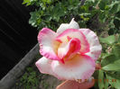 DSCN8105