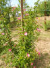 DSCN8106
