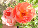 DSCN8109