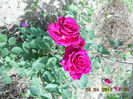 DSCN8113