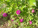 DSCN8119