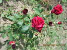 DSCN8122