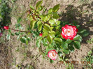 DSCN8124