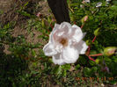 DSCN8133