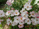 DSCN8134