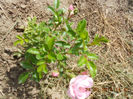 DSCN8143