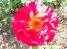 DSCN8145
