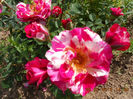 DSCN8146
