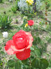 DSCN8149