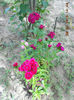 DSCN8154
