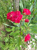 DSCN8155