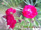 DSCN8156