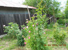 DSCN8158
