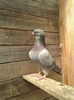 Picture 020