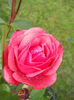 DSCN6908