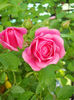 DSCN6825