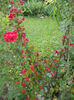 weigela