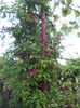 DSCN6885