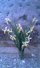 Orchroleuca Gigantea- iris spuria