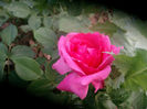 SANY3976