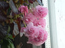 Begonia