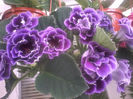 alegro purple