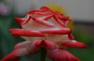 DSC_1349
