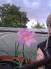 Zephyranthes grandiflora :)