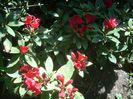 rododendron