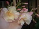 DSCN2750[1]