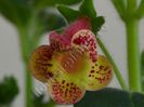 Kohleria Ragna (ni)