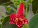 Kohleria Cecilia (ni)