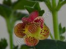 Kohleria Ragna (ni)