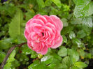 Pink Miniature Rose (2013, Jun.02)