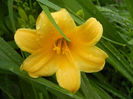 Hemerocallis Stella de Oro (2013, Jun.02)