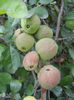Japanese Quinces_Gutui (2013, May 29)